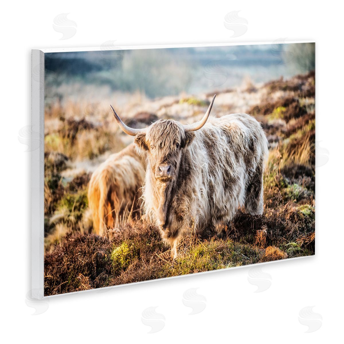 James Dobson Pleasant Highland Cattle Grazing Mossy Pasture At Dawn Wall Plaque Art Print