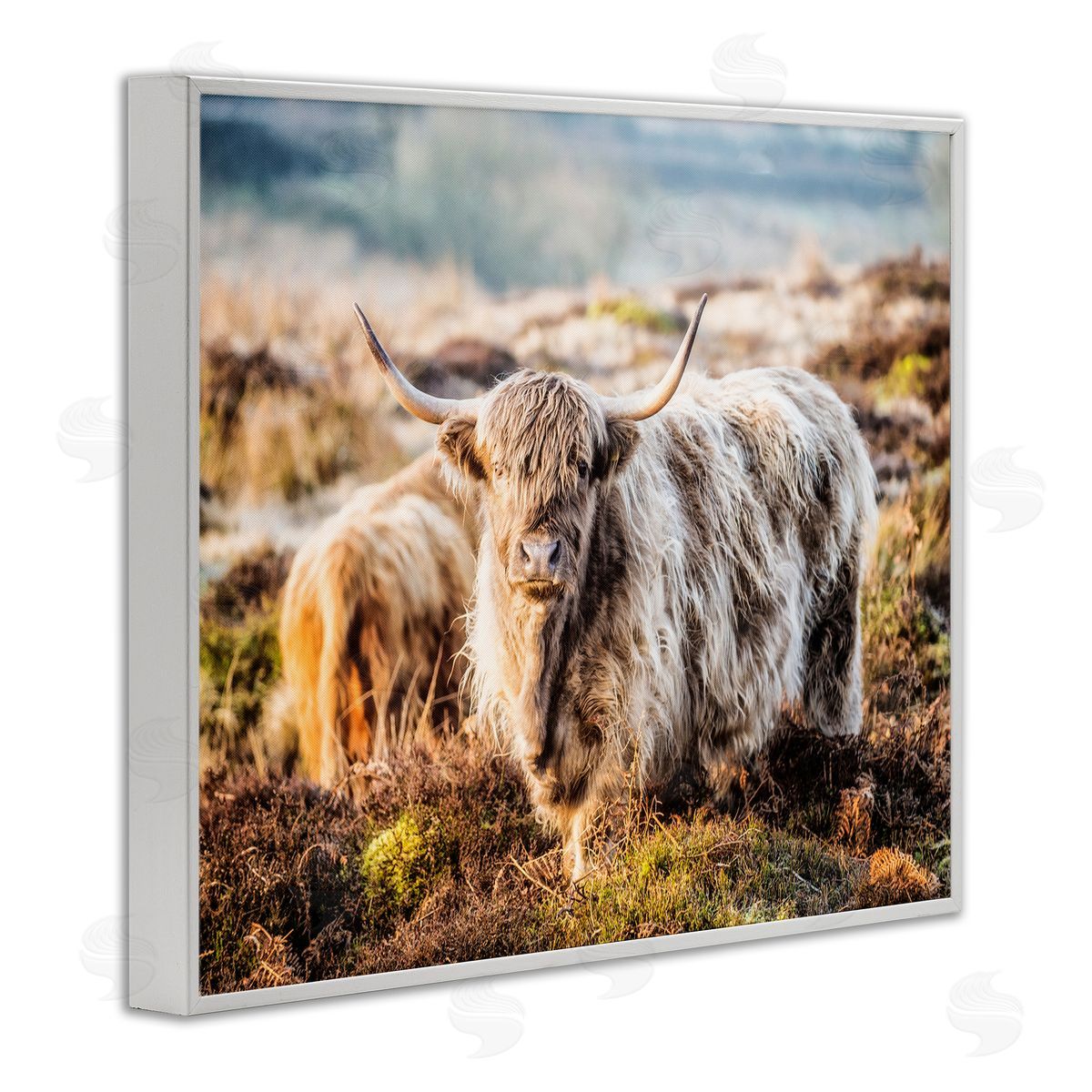 James Dobson Pleasant Highland Cattle Grazing Mossy Pasture At Dawn White Framed Giclee Wall Art Print