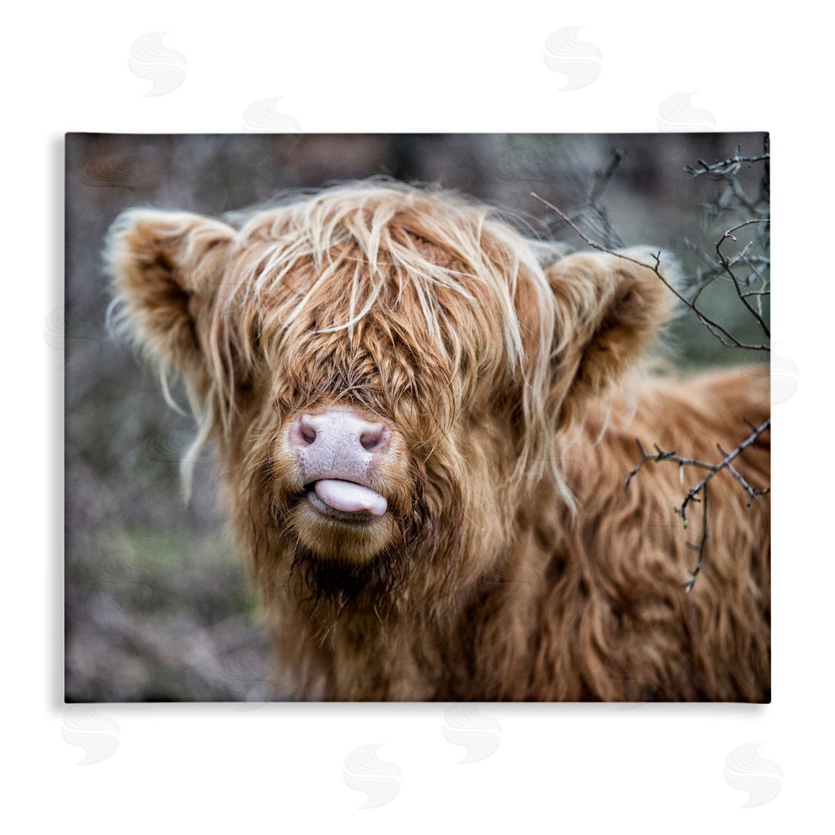 Baby Cattle Licking Lips Canvas Wall Art, Home Decor by James Dobson