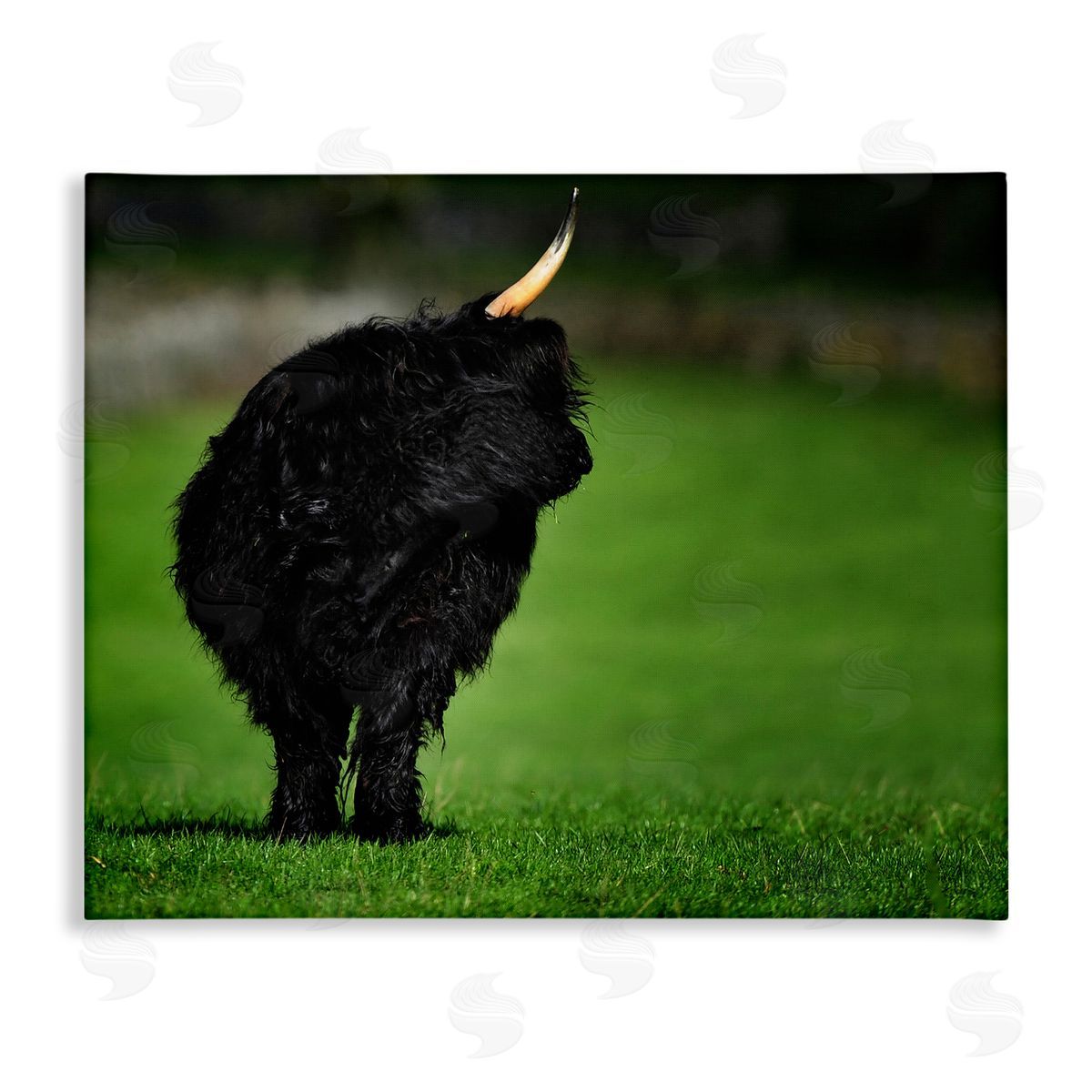 James Dobson Fuzzy Yak Looking Away Lush Grass Field Stretched Canvas Wall Art Print