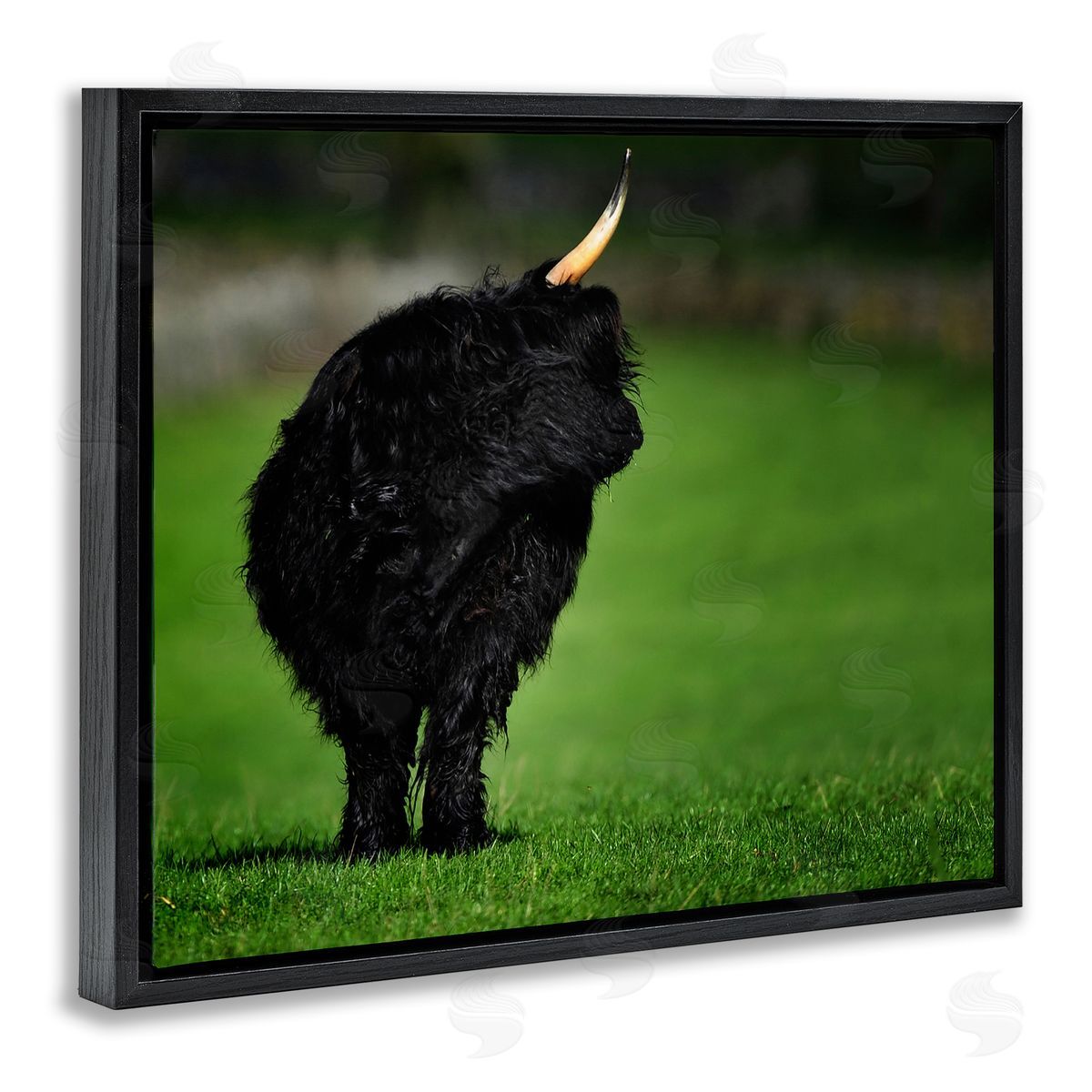 James Dobson Fuzzy Yak Looking Away Lush Grass Field Black Floating Frame Canvas Wall Art Print