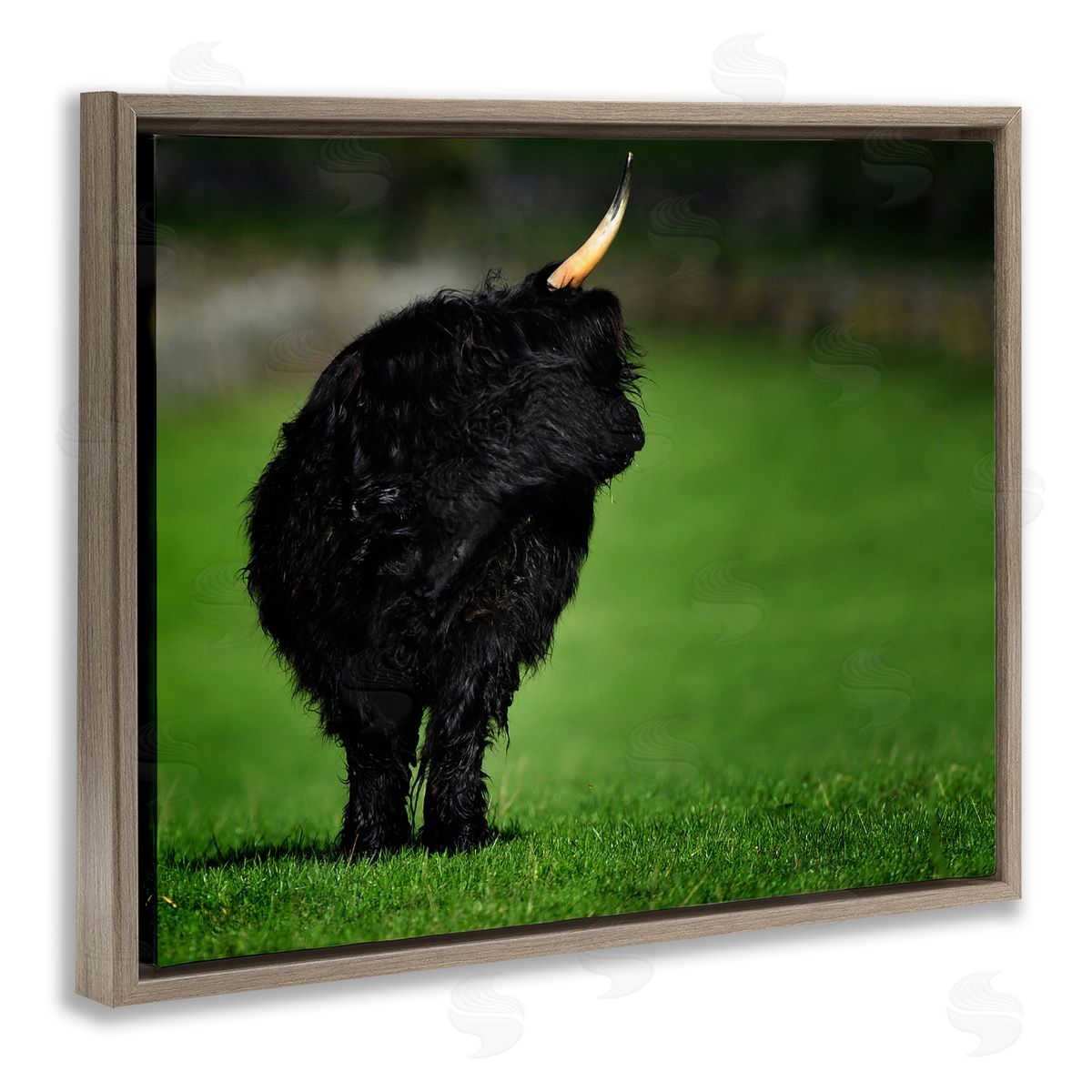 James Dobson Fuzzy Yak Looking Away Lush Grass Field Brown Floating Frame Canvas Wall Art Print