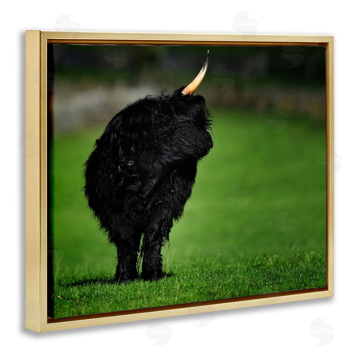 James Dobson Fuzzy Yak Looking Away Lush Grass Field Gold Floating Frame Canvas Wall Art Print