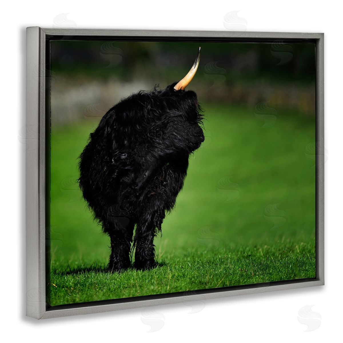 James Dobson Fuzzy Yak Looking Away Lush Grass Field Gray Floating Frame Canvas Wall Art Print