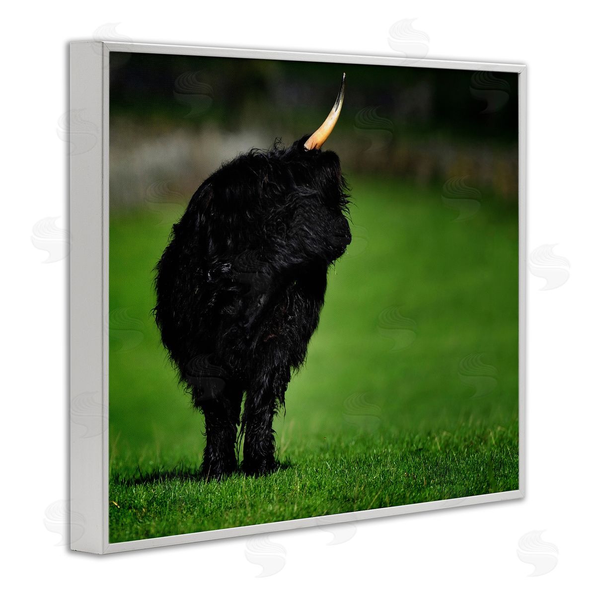 James Dobson Fuzzy Yak Looking Away Lush Grass Field White Framed Giclee Wall Art Print