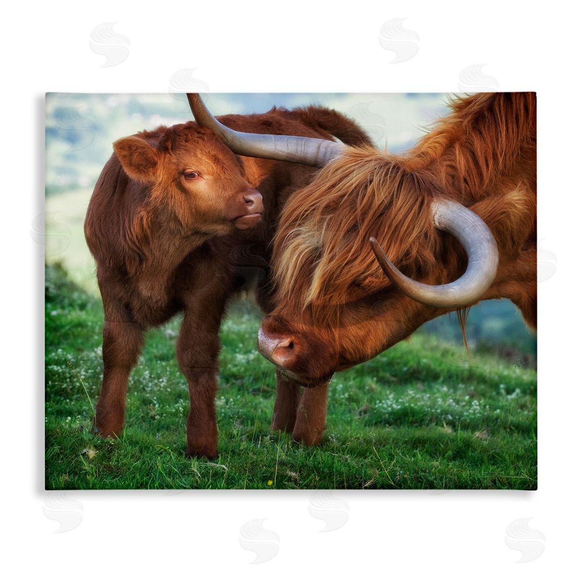 James Dobson Loving Longhorn Cattle Nuzzling Calf Heartwarming Animals Stretched Canvas Wall Art Print