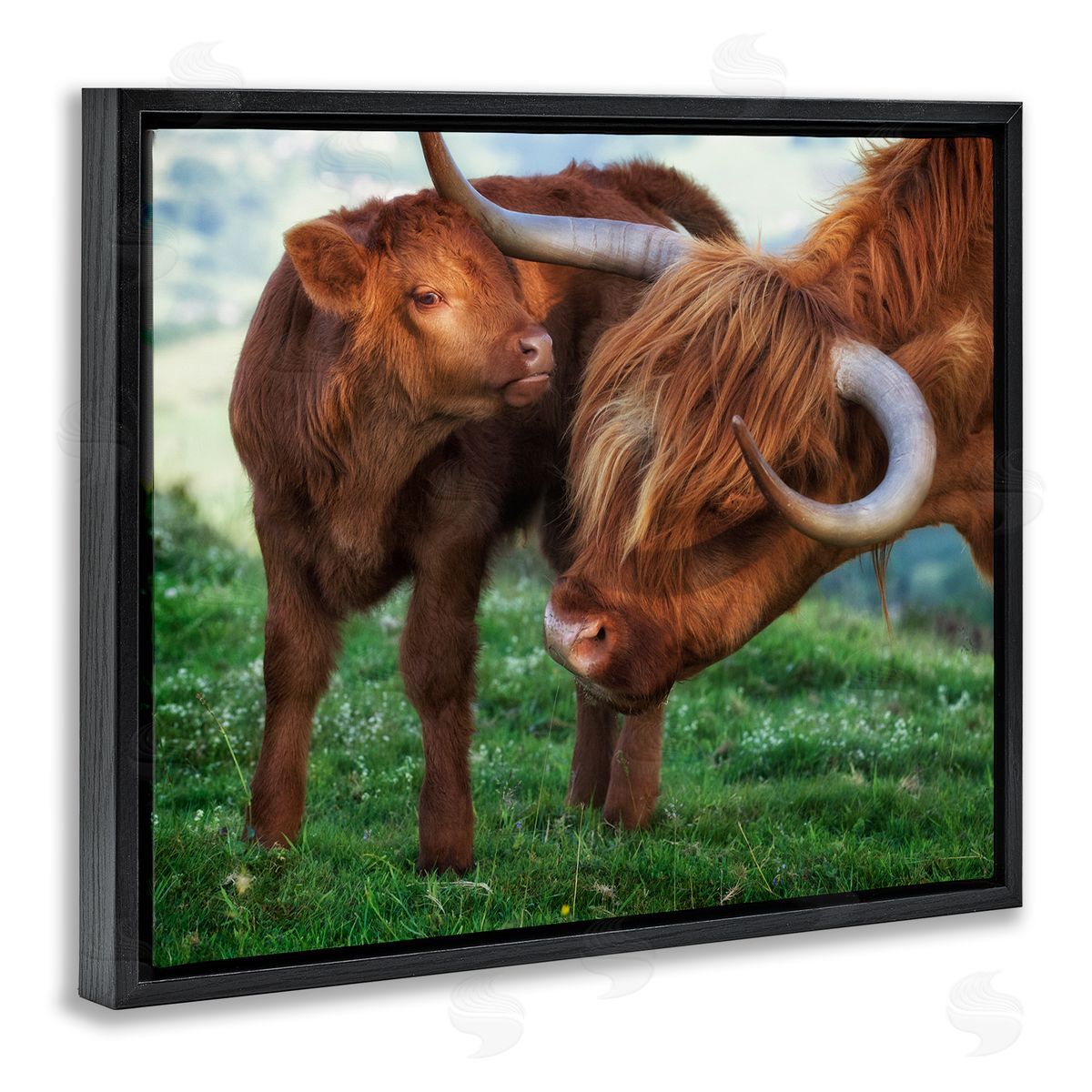 James Dobson Loving Longhorn Cattle Nuzzling Calf Heartwarming Animals Black Floating Frame Canvas Wall Art Print