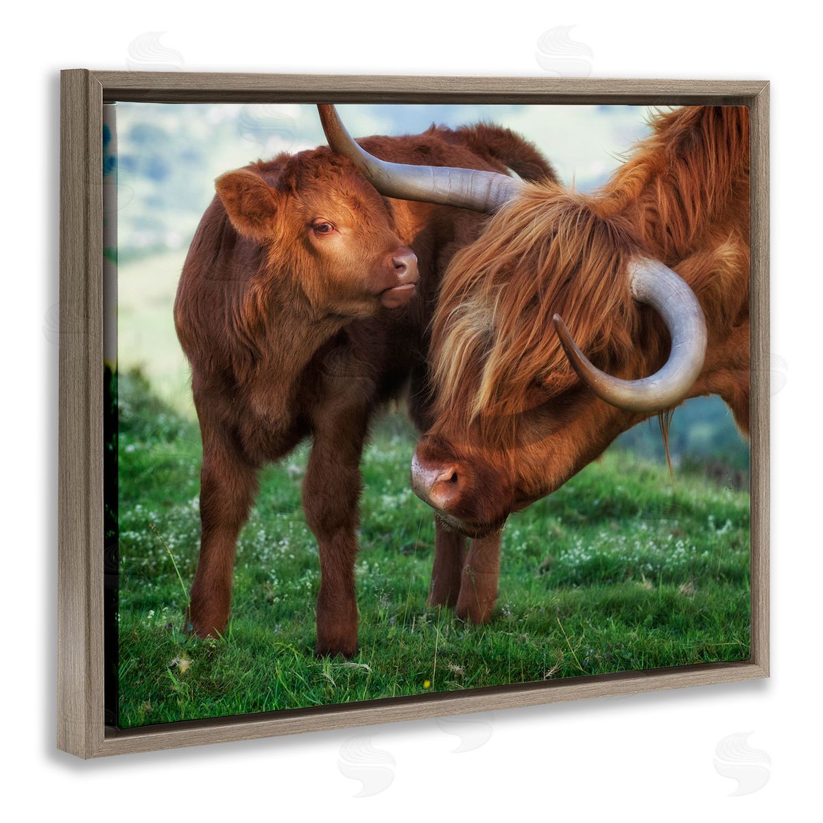 James Dobson Loving Longhorn Cattle Nuzzling Calf Heartwarming Animals Brown Floating Frame Canvas Wall Art Print