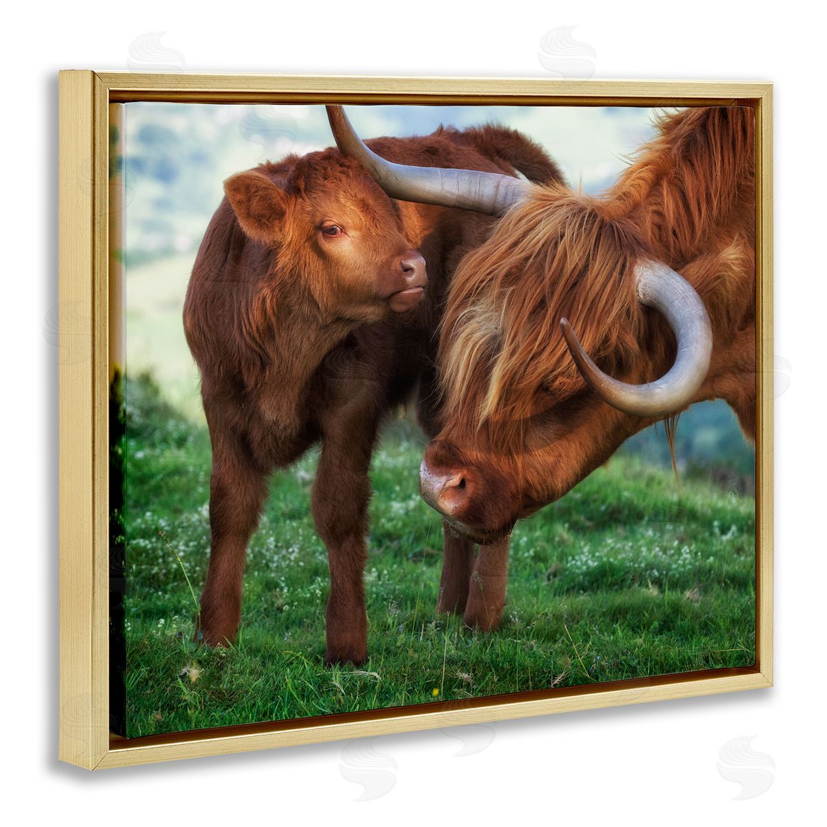 James Dobson Loving Longhorn Cattle Nuzzling Calf Heartwarming Animals Gold Floating Frame Canvas Wall Art Print