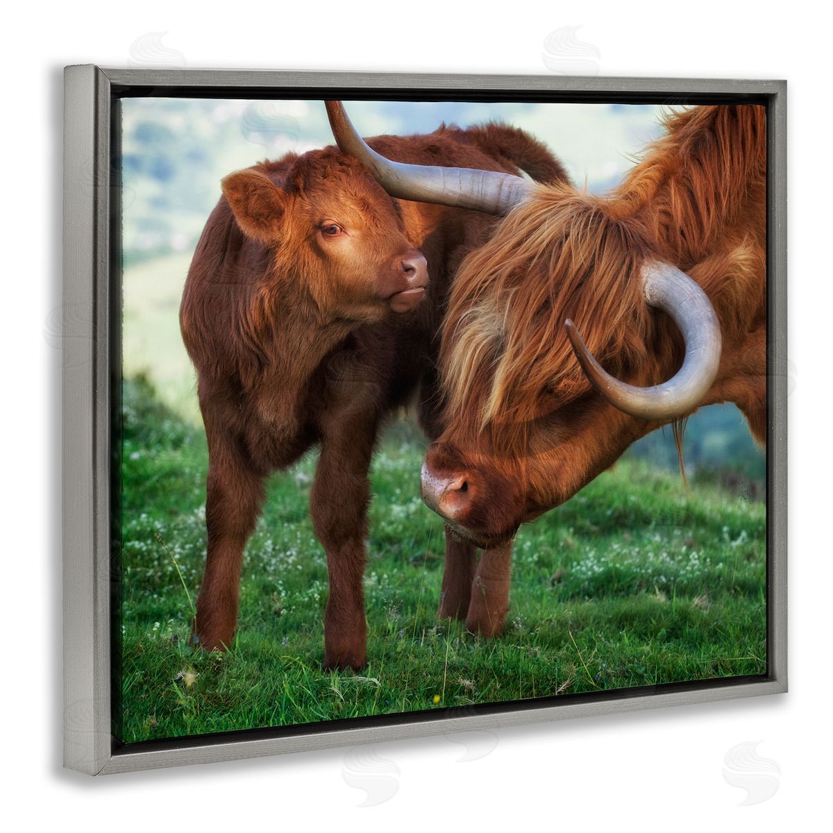 James Dobson Loving Longhorn Cattle Nuzzling Calf Heartwarming Animals Gray Floating Frame Canvas Wall Art Print