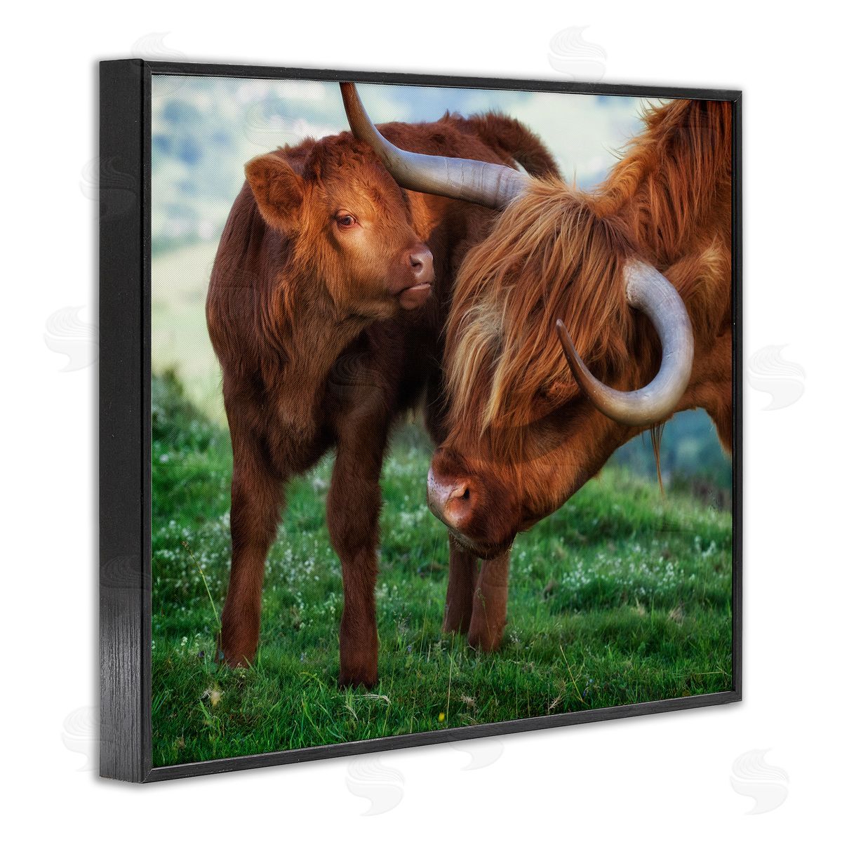 James Dobson Loving Longhorn Cattle Nuzzling Calf Heartwarming Animals Black Framed Giclee Wall Art Print