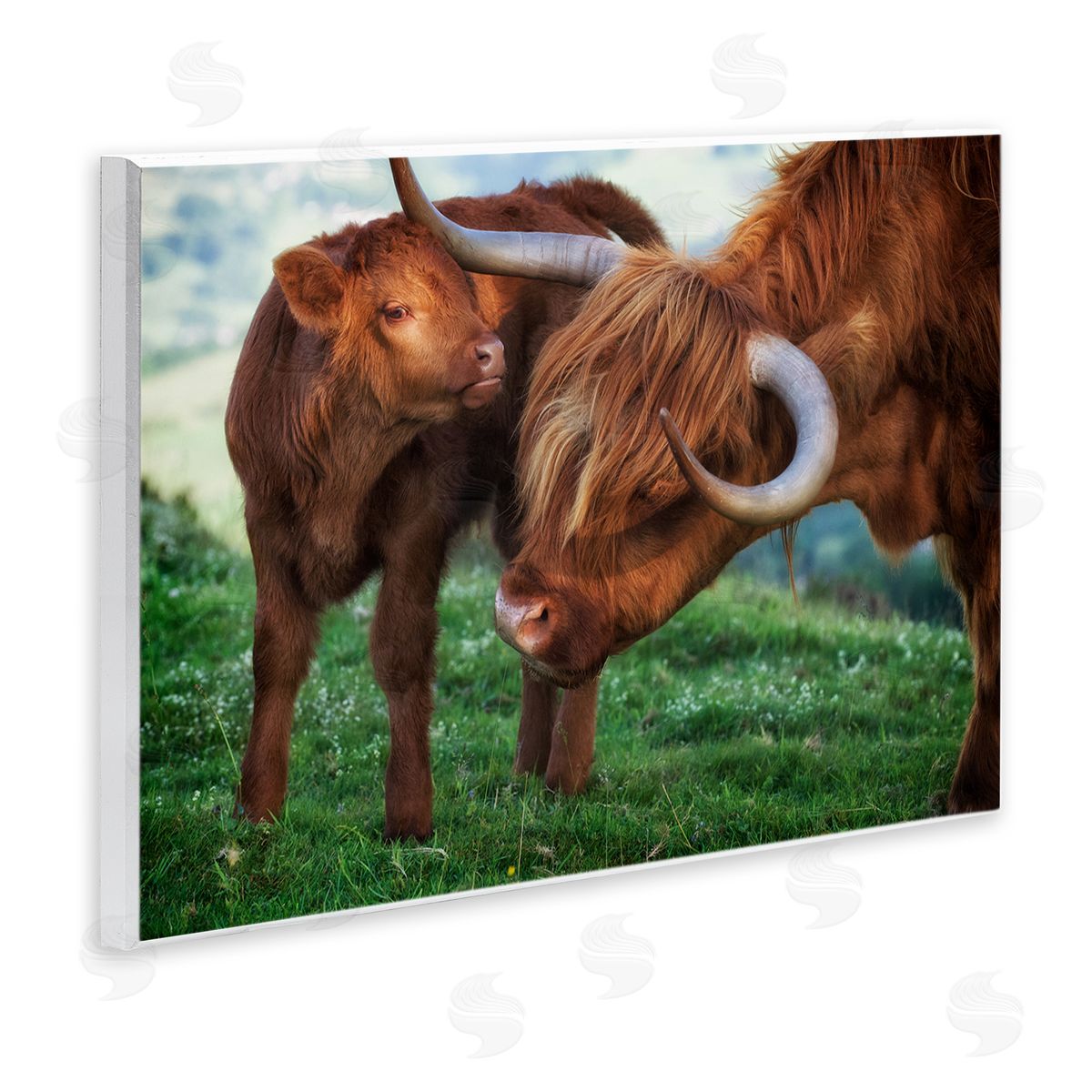 James Dobson Loving Longhorn Cattle Nuzzling Calf Heartwarming Animals Wall Plaque Art Print
