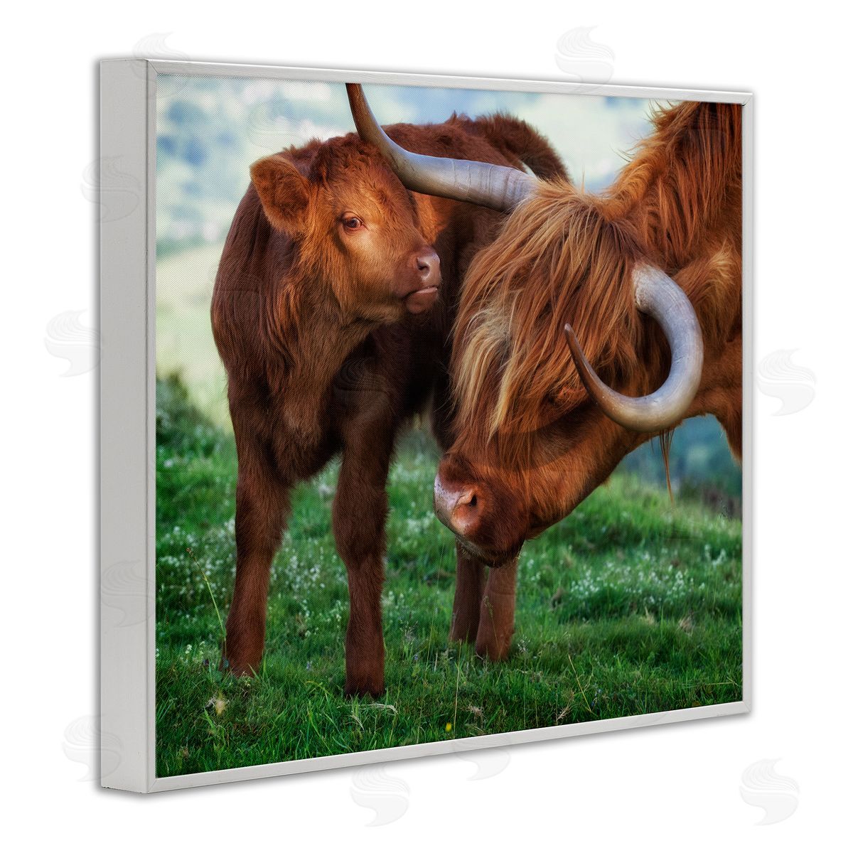 James Dobson Loving Longhorn Cattle Nuzzling Calf Heartwarming Animals White Framed Giclee Wall Art Print