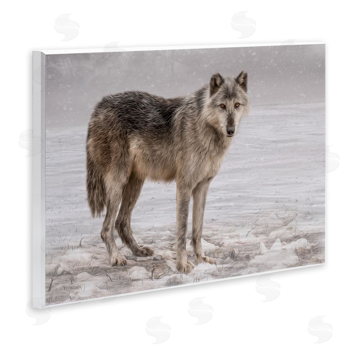 Kelley Parker Lone Coyote Wolf Snowy Field Landscape Intricate Details Wall Plaque Art Print