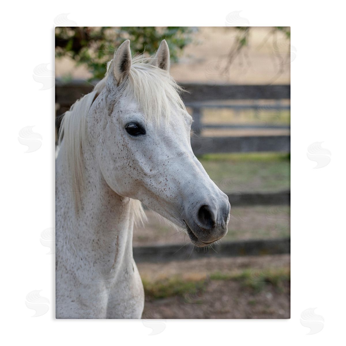 Stupell Studio Elegant White Spotted Horse Rural Country Farm Stretched Canvas Wall Art Print