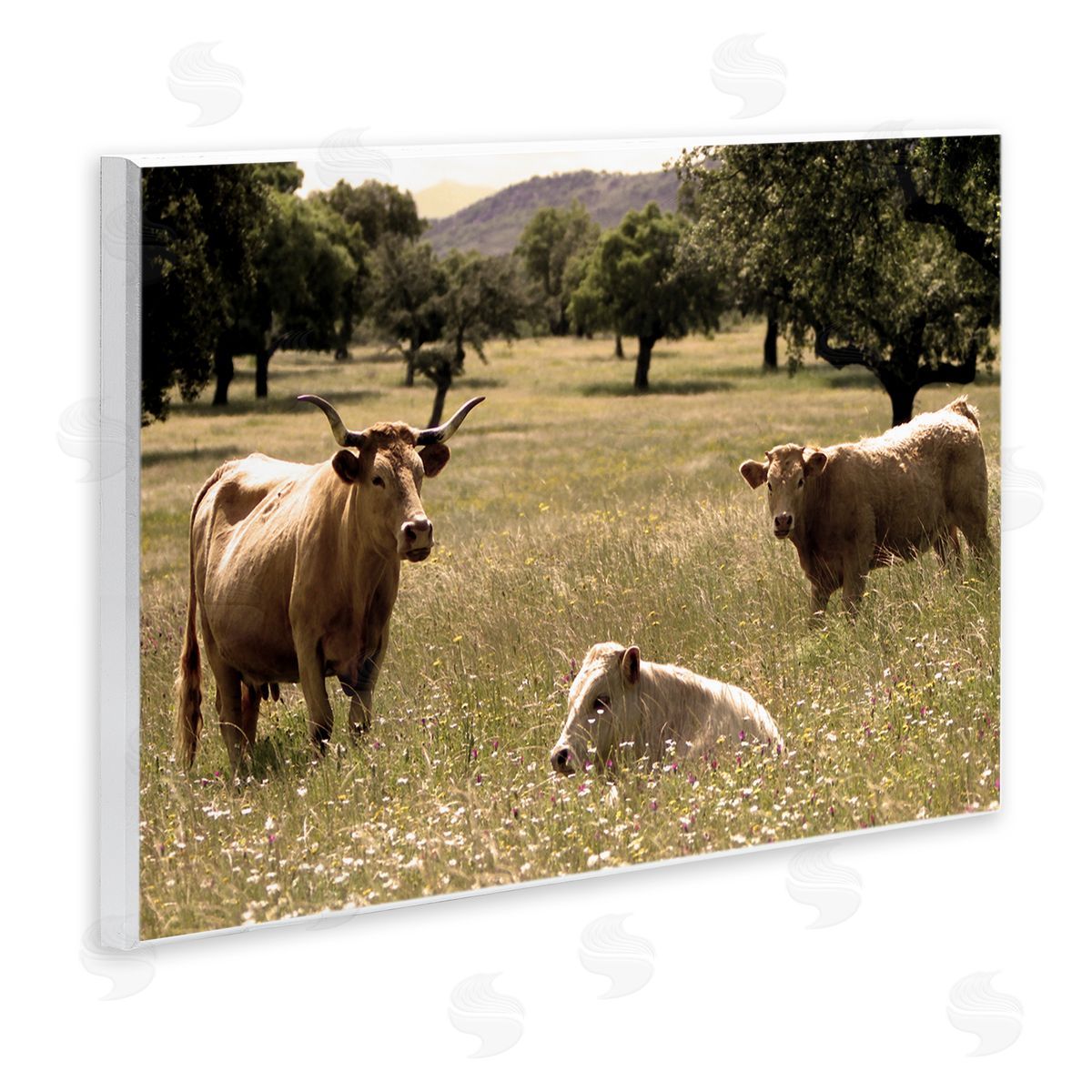 Stupell Studio Three Cattle Relaxing Grassland Pasture Rural Farm Trees Wall Plaque Art Print