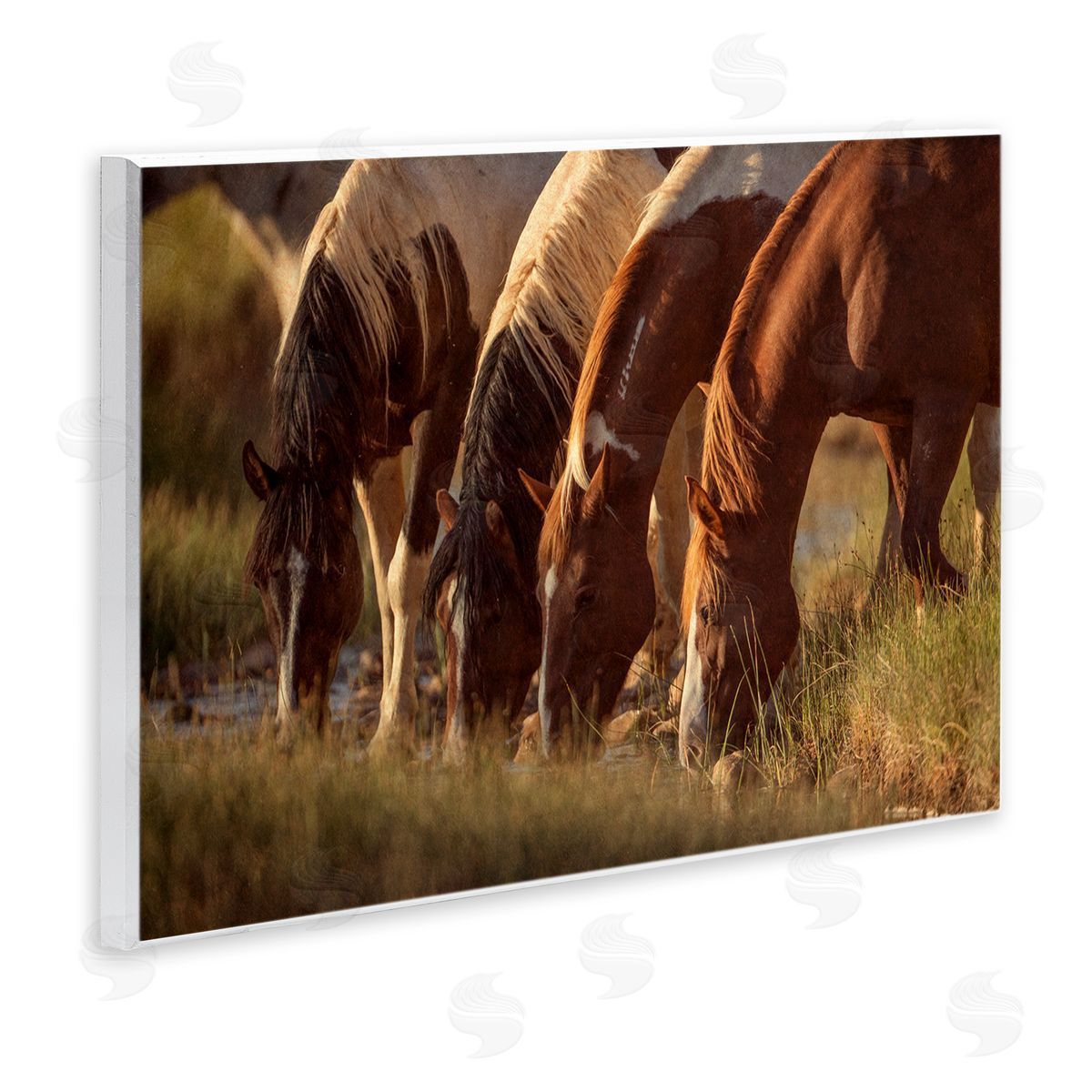 Jan Walters Sunlit Horses Drinking Water Wildlife Nature Scene Wall Plaque Art Print