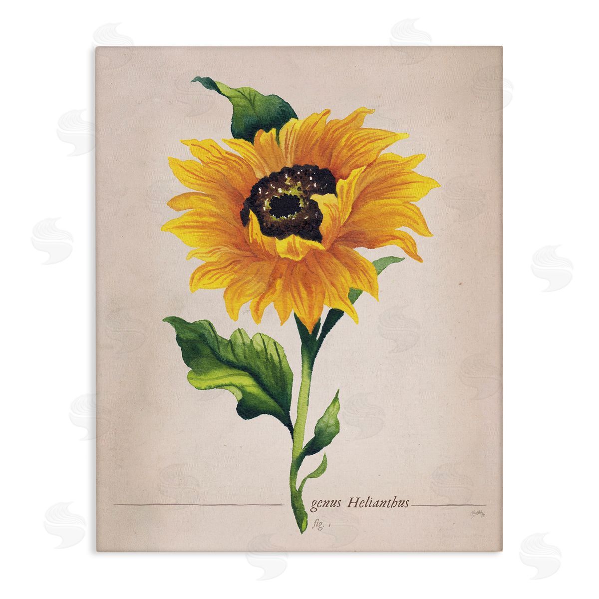 Elizabeth Medley Single Sunflower Blossom Genus Name Study Page Stretched Canvas Wall Art Print