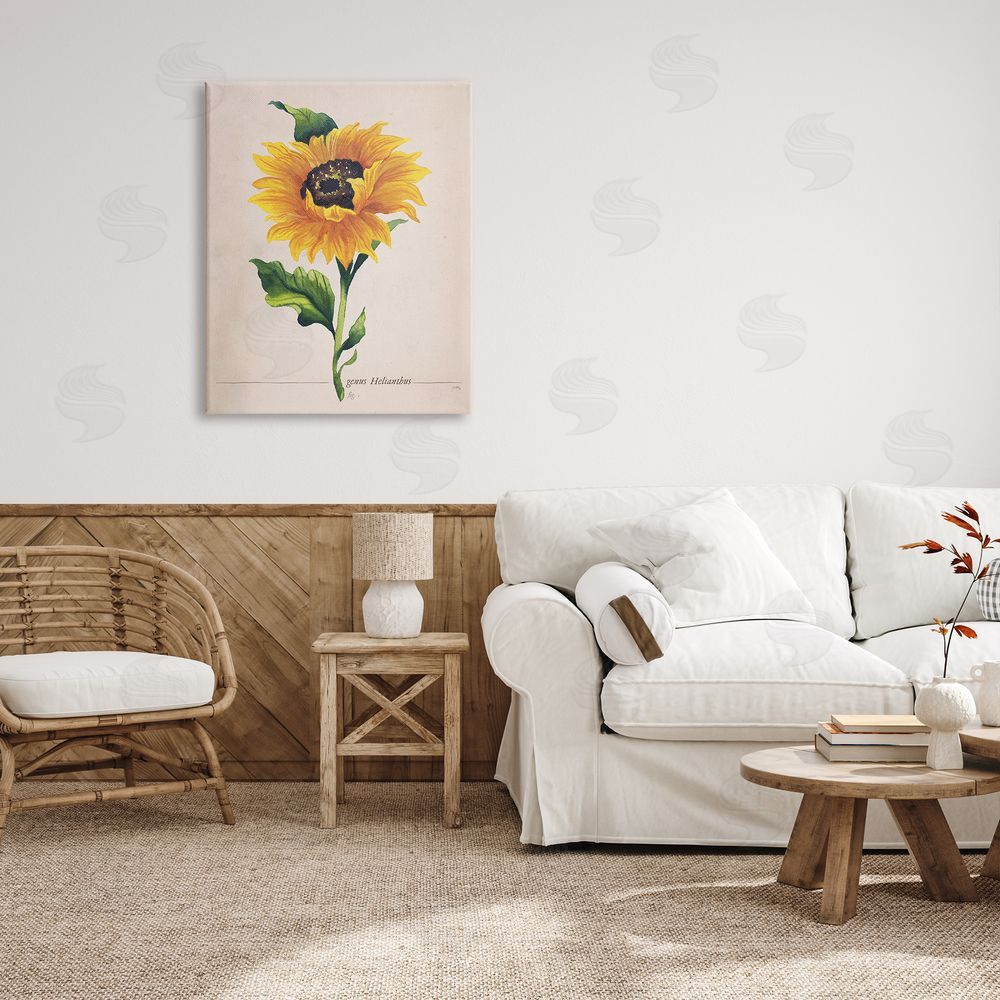Elizabeth Medley Single Sunflower Blossom Genus Name Study Page Canvas Wall Art Print in Room