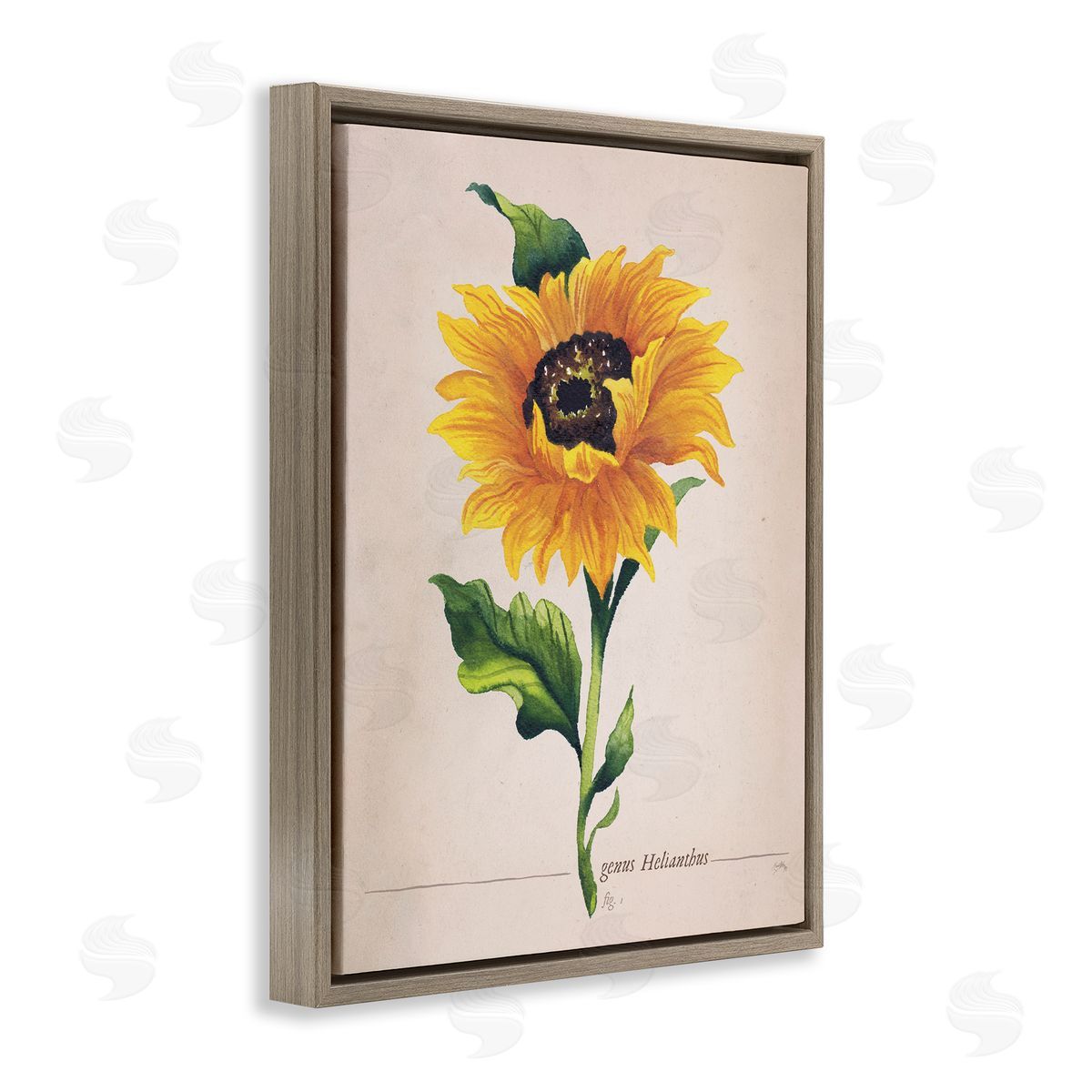 Elizabeth Medley Single Sunflower Blossom Genus Name Study Page Brown Floating Frame Canvas Wall Art Print