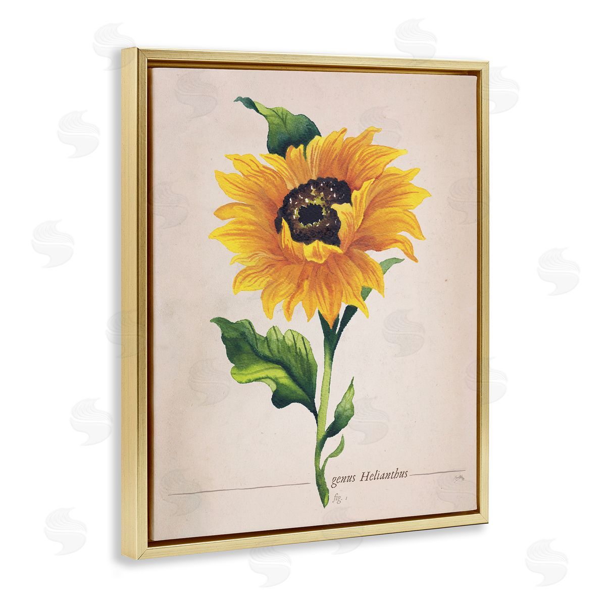Elizabeth Medley Single Sunflower Blossom Genus Name Study Page Gold Floating Frame Canvas Wall Art Print
