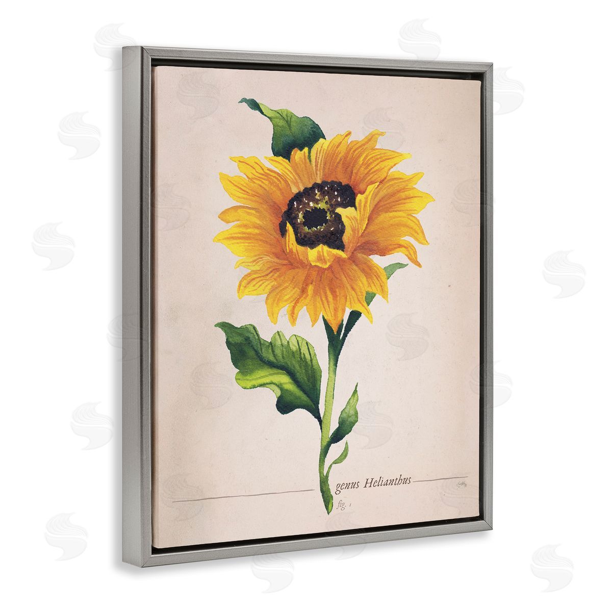 Elizabeth Medley Single Sunflower Blossom Genus Name Study Page Gray Floating Frame Canvas Wall Art Print