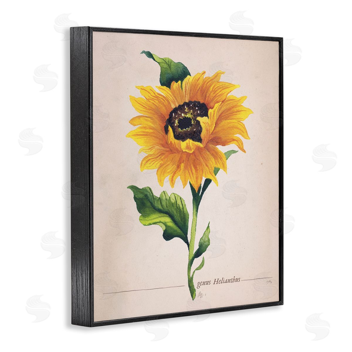 Elizabeth Medley Single Sunflower Blossom Genus Name Study Page Black Framed Giclee Wall Art Print