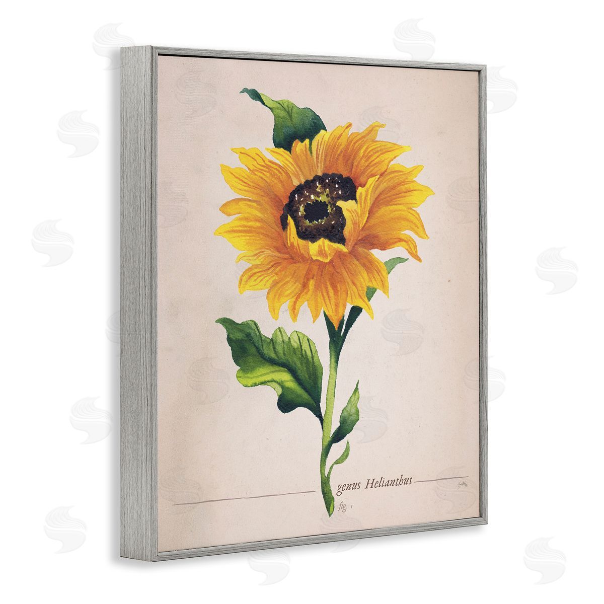 Elizabeth Medley Single Sunflower Blossom Genus Name Study Page Gray Framed Giclee Wall Art Print