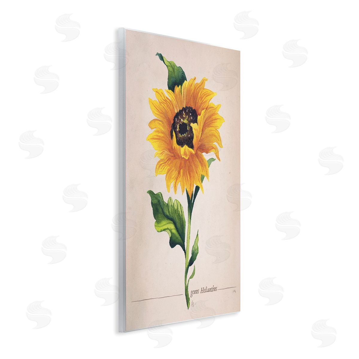 Elizabeth Medley Single Sunflower Blossom Genus Name Study Page Wall Plaque Art Print