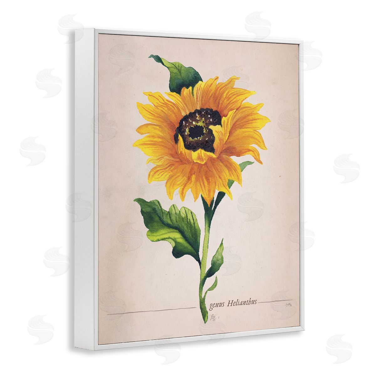 Elizabeth Medley Single Sunflower Blossom Genus Name Study Page White Framed Giclee Wall Art Print