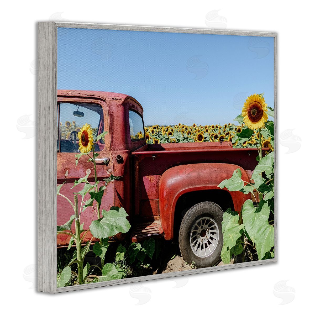 Kali Wilson Red Vintage Pickup Truck Amidst Sunflower Field  Gray Framed Giclee Wall Art Print
