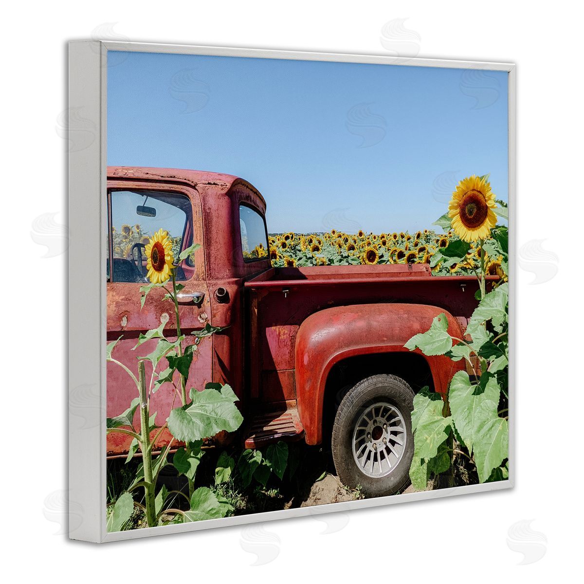 Kali Wilson Red Vintage Pickup Truck Amidst Sunflower Field  White Framed Giclee Wall Art Print