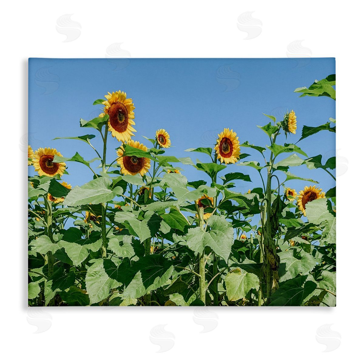 Kali Wilson Tranquil Country Sunflower Meadow Sunny Daytime Blooms Stretched Canvas Wall Art Print