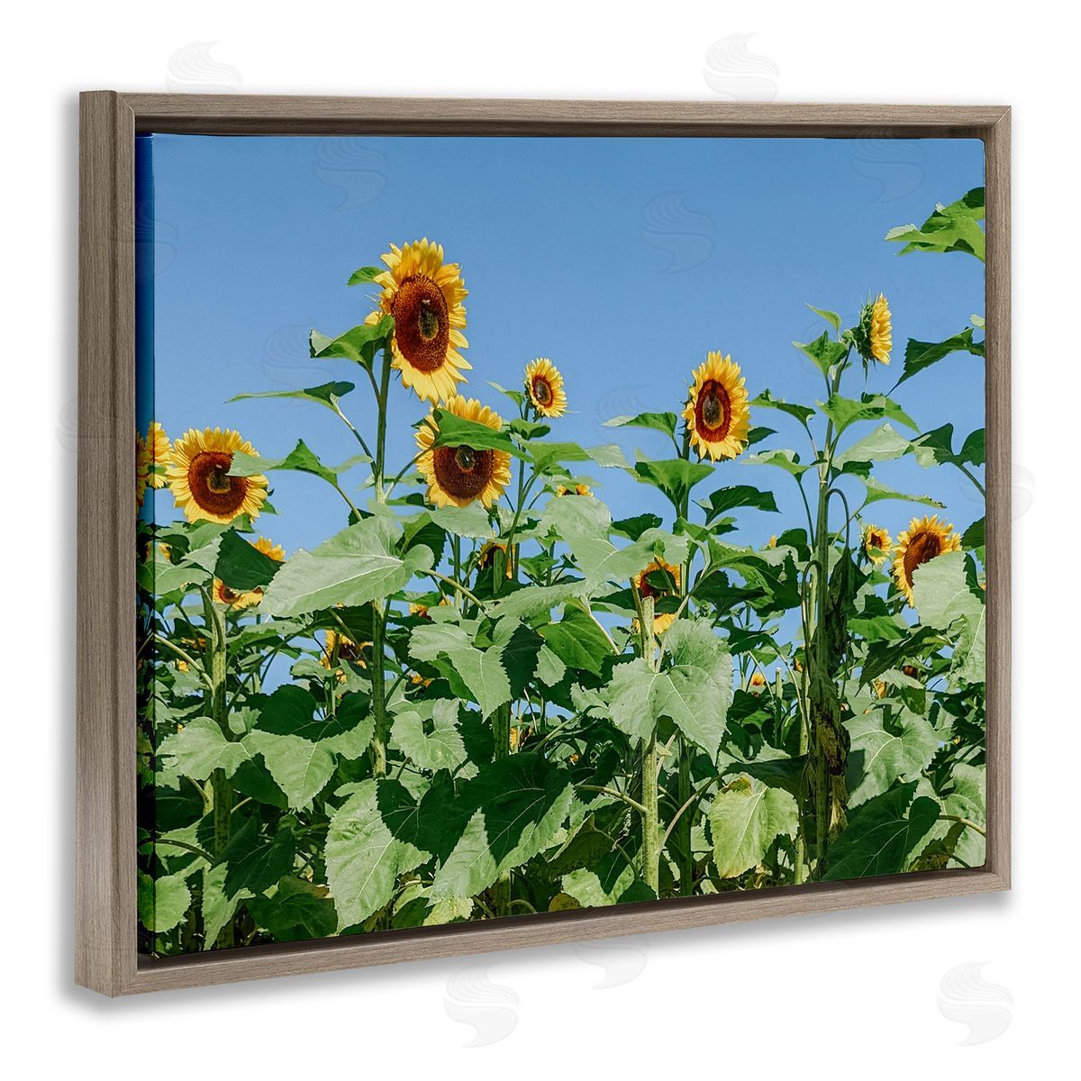 Kali Wilson Tranquil Country Sunflower Meadow Sunny Daytime Blooms Brown Floating Frame Canvas Wall Art Print