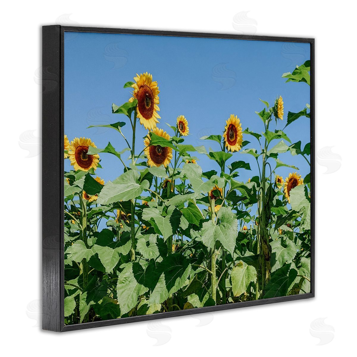 Kali Wilson Tranquil Country Sunflower Meadow Sunny Daytime Blooms Black Framed Giclee Wall Art Print