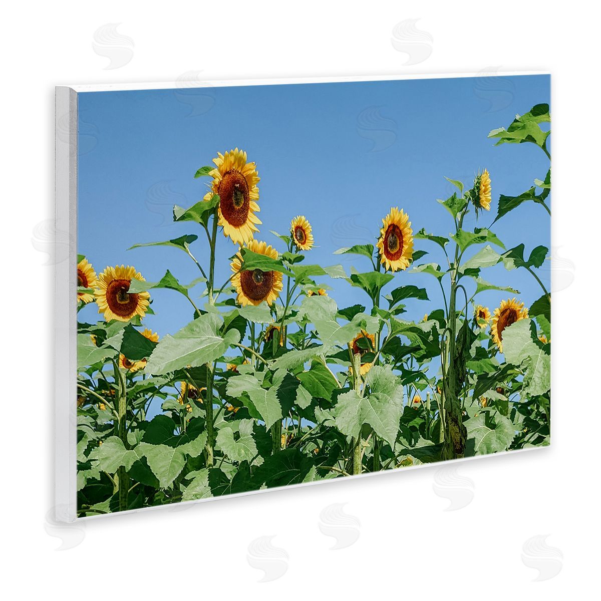 Kali Wilson Tranquil Country Sunflower Meadow Sunny Daytime Blooms Wall Plaque Art Print