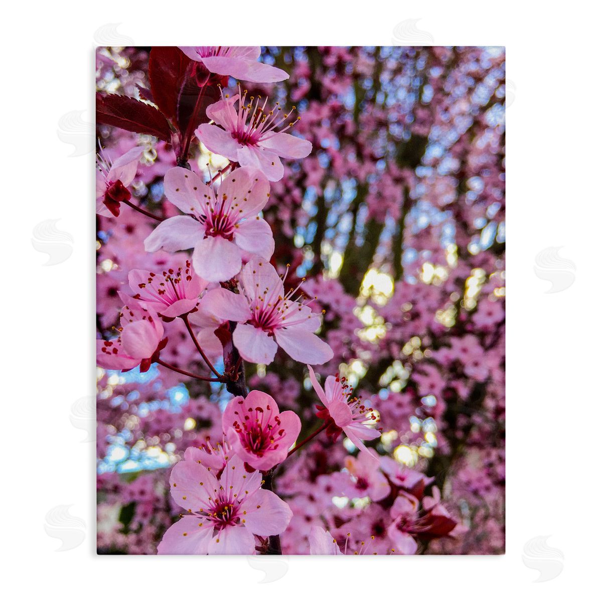 Heidi Bannon Spring Pink Cherry Blossom Flowers Blooming Photography Stretched Canvas Wall Art Print