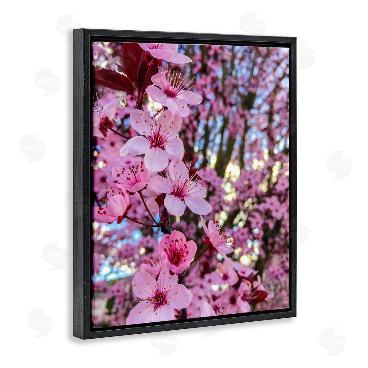 Heidi Bannon Spring Pink Cherry Blossom Flowers Blooming Photography Black Floating Frame Canvas Wall Art Print