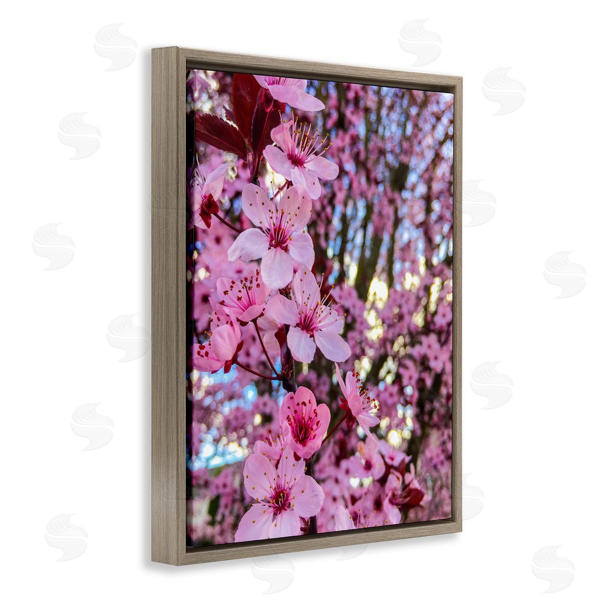 Heidi Bannon Spring Pink Cherry Blossom Flowers Blooming Photography Brown Floating Frame Canvas Wall Art Print