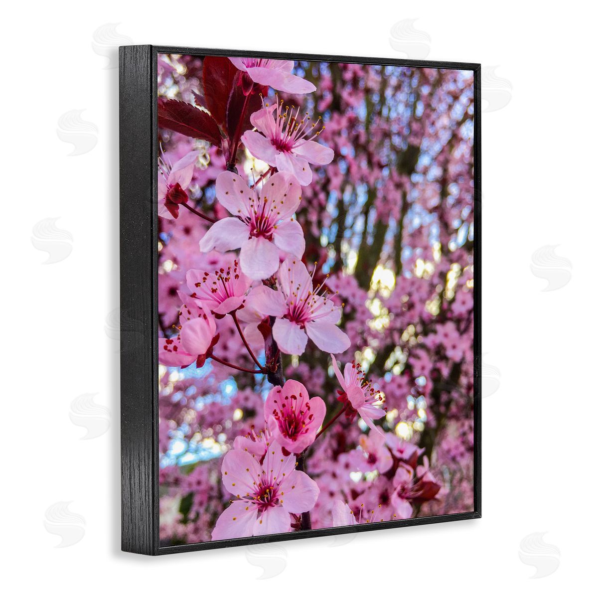 Heidi Bannon Spring Pink Cherry Blossom Flowers Blooming Photography Black Framed Giclee Wall Art Print