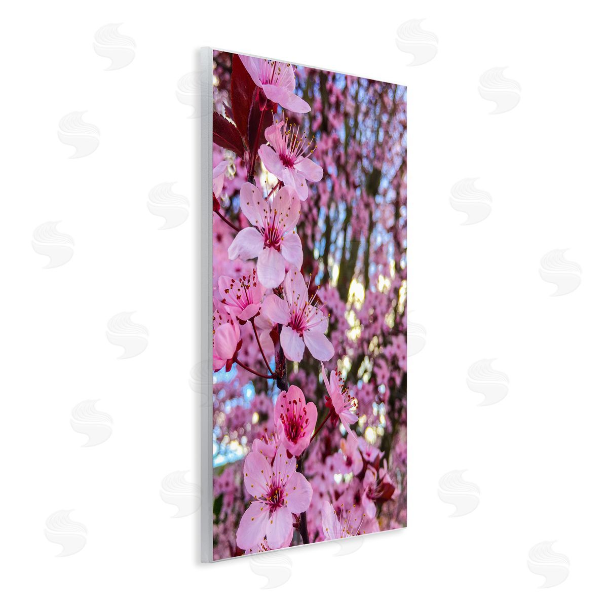 Heidi Bannon Spring Pink Cherry Blossom Flowers Blooming Photography Wall Plaque Art Print