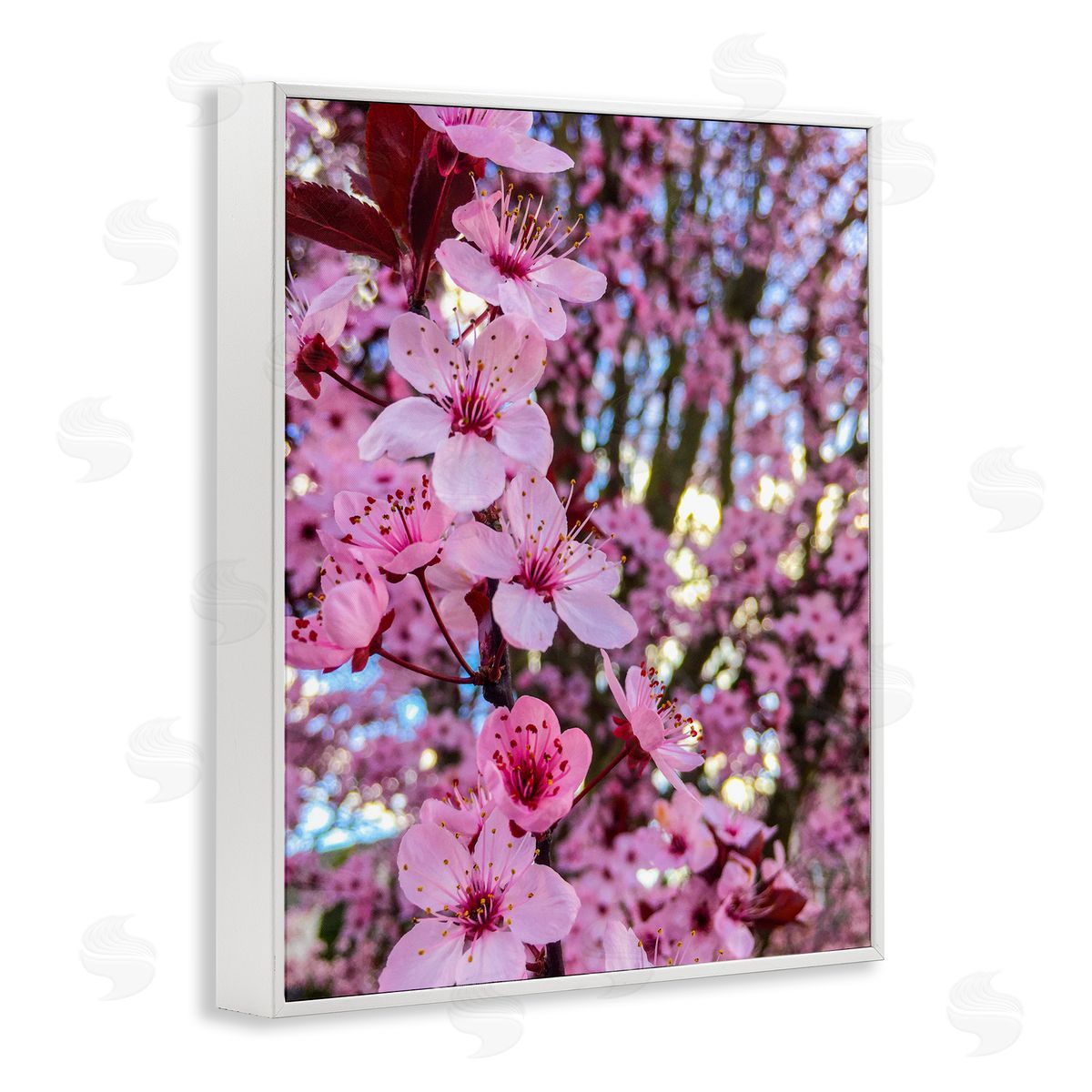 Heidi Bannon Spring Pink Cherry Blossom Flowers Blooming Photography White Framed Giclee Wall Art Print