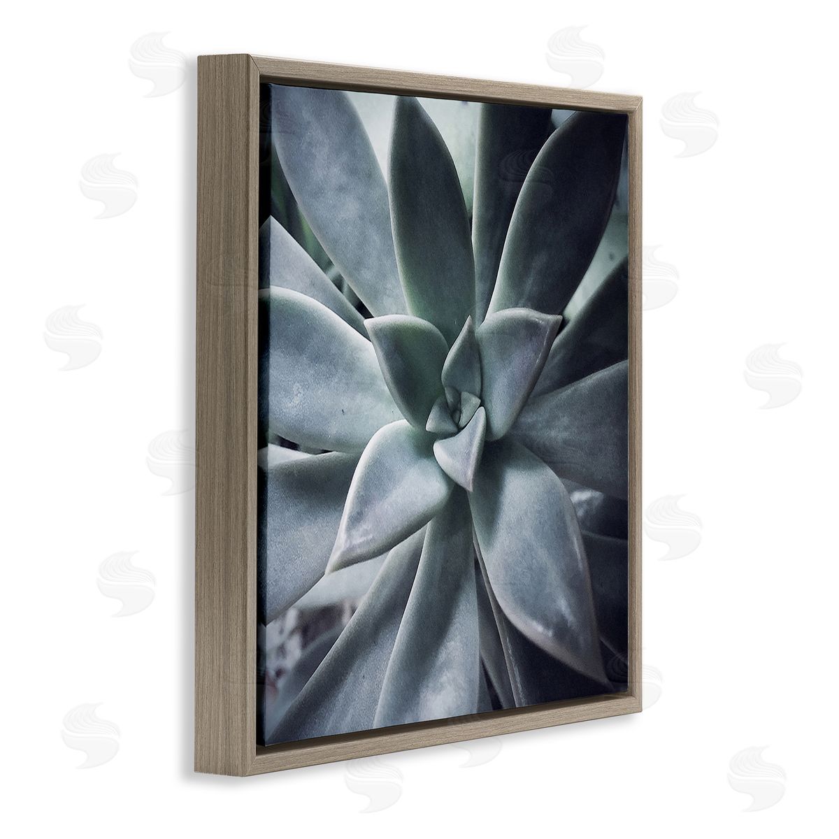 Jessica Manelis Modern Succulent Close Up Plant Life Botanical  Brown Floating Frame Canvas Wall Art Print
