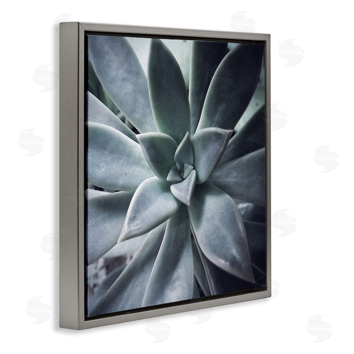 Jessica Manelis Modern Succulent Close Up Plant Life Botanical  Gray Floating Frame Canvas Wall Art Print