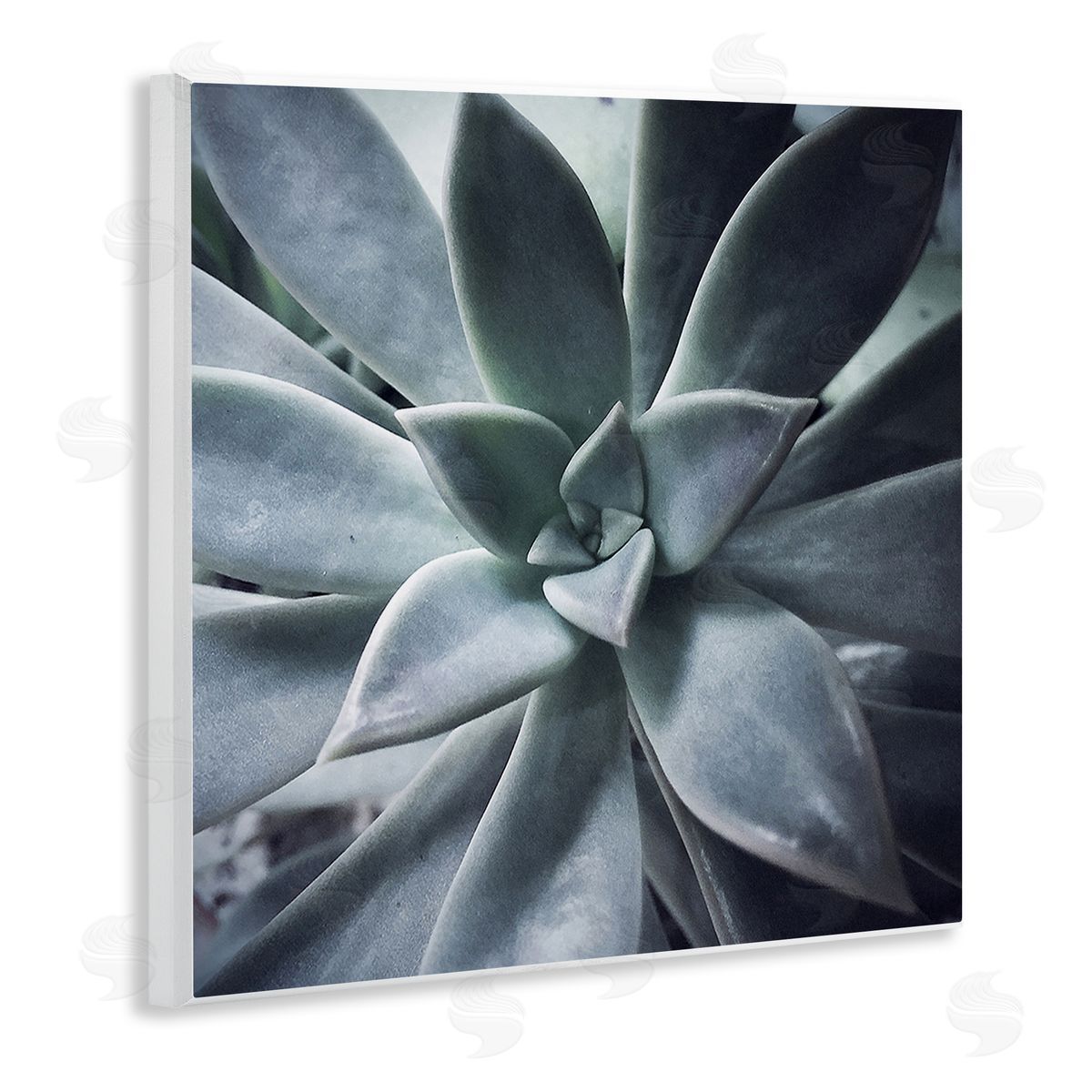 Jessica Manelis Modern Succulent Close Up Plant Life Botanical  Wooden Wall Plaque Art Print