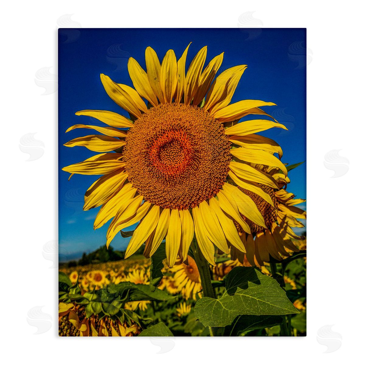 Steve Smith Summery Sunflower Plant Blooming Summertime Clear Sky Stretched Canvas Wall Art Print