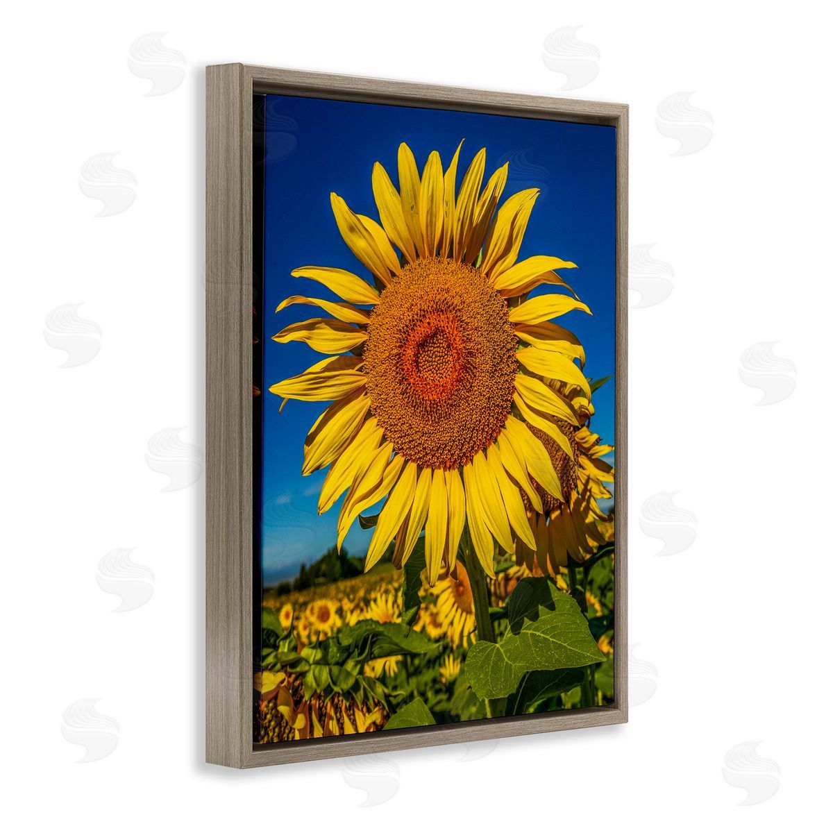 Steve Smith Summery Sunflower Plant Blooming Summertime Clear Sky Brown Floating Frame Canvas Wall Art Print