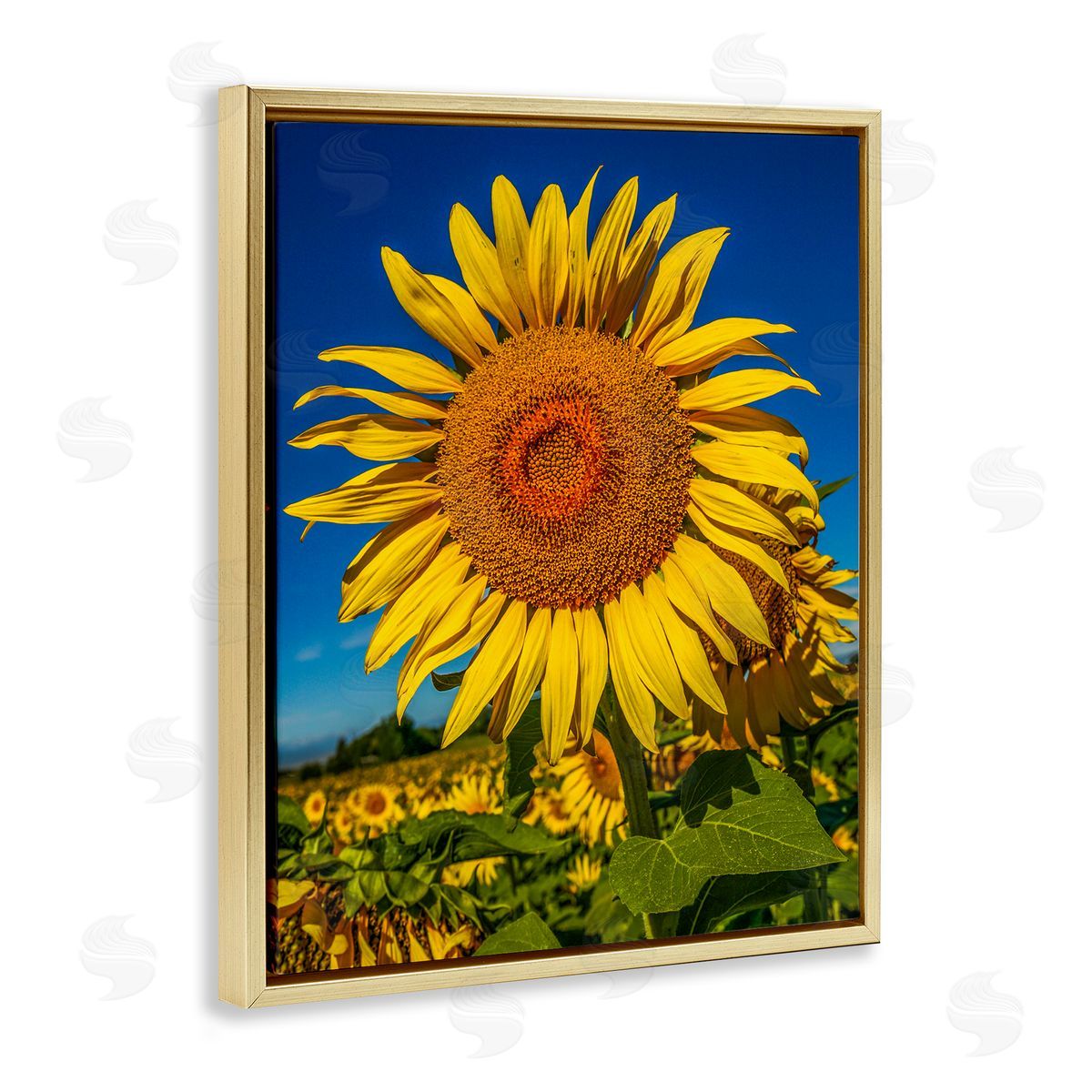 Steve Smith Summery Sunflower Plant Blooming Summertime Clear Sky Gold Floating Frame Canvas Wall Art Print