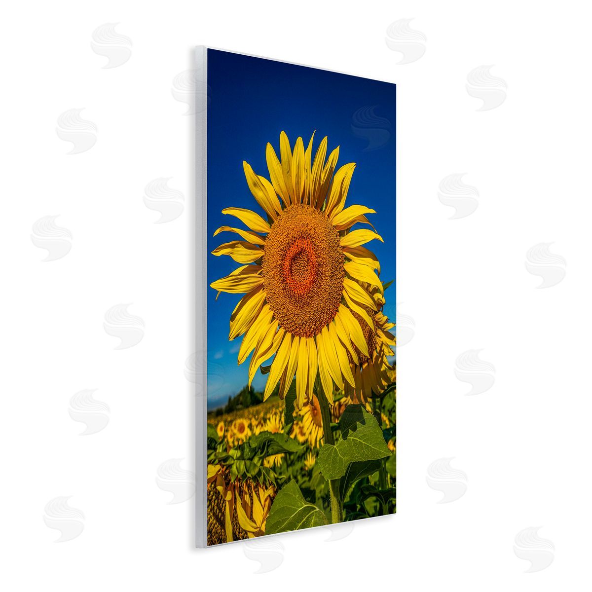 Steve Smith Summery Sunflower Plant Blooming Summertime Clear Sky Wall Plaque Art Print