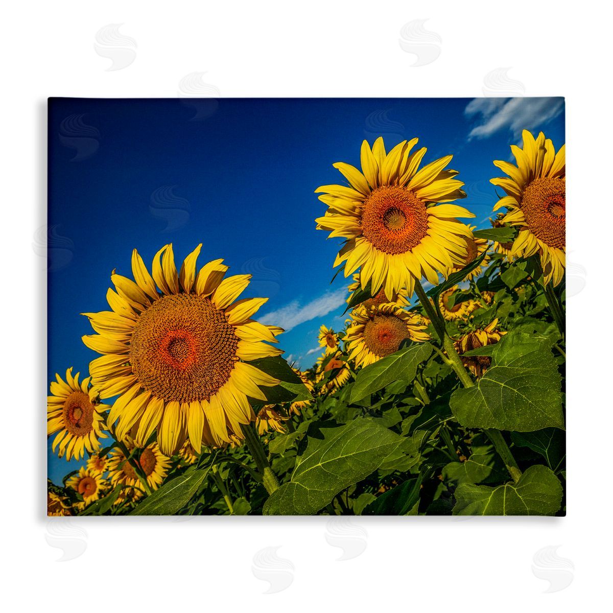 Steve Smith Gorgeous Sunflower Field Summery Blue Clouds Sky Stretched Canvas Wall Art Print